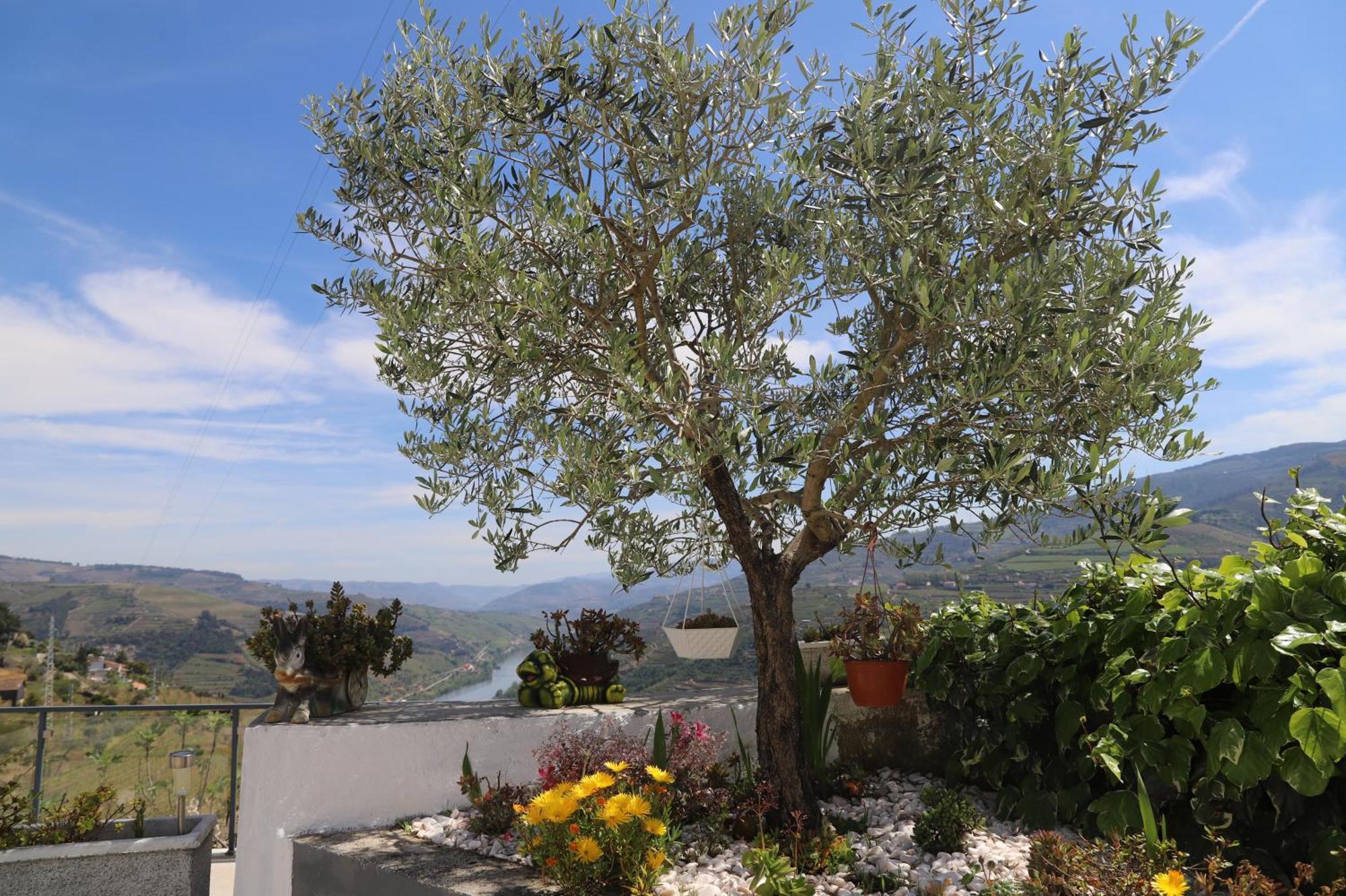Casa Vale Do Douro Bed & Breakfast Mesao Frio Luaran gambar